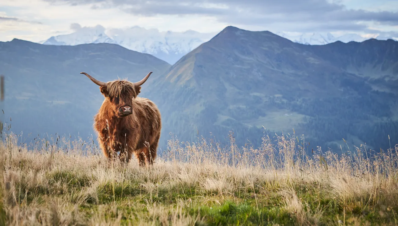 Highland-Rind auf einer Almwiese in den Bergen bei Saalbach Hinterglemm