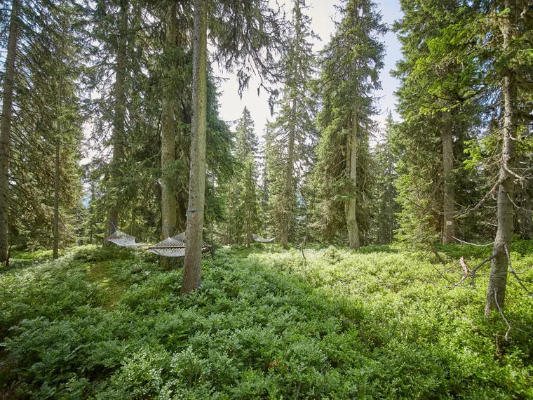 Hängematte im Wald in Saalbach 