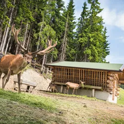 Wildgehege Montelino